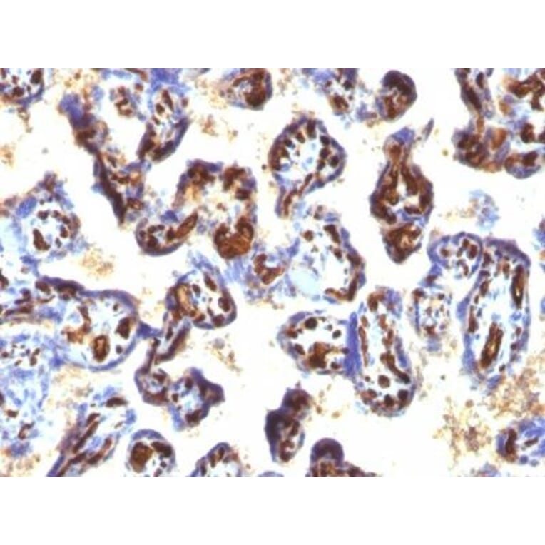 Immunohistochemistry (formalin-fixed, paraffin-embedded) - Anti-CD34 Antibody [QBEnd/10 + HPCA1/763] (CF®740) (A352942) - Antibodies.com