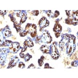 Immunohistochemistry (formalin-fixed, paraffin-embedded) - Anti-CD34 Antibody [QBEnd/10 + HPCA1/763] (CF®740) (A352942) - Antibodies.com