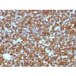 Immunohistochemistry (formalin-fixed, paraffin-embedded) - Anti-CD45RA Antibody [PTPRC/1131] (CF®568) (A353121) - Antibodies.com