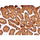 Immunohistochemistry (formalin-fixed, paraffin-embedded) - Anti-MUC5AC Antibody [MUC5AC/917 + 45M1] (CF®488A) (A353139) - Antibodies.com