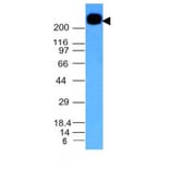 Wstern Blot - Anti-CD45RB Antibody [PTPRC/1147] (CF®640R) (A353143) - Antibodies.com
