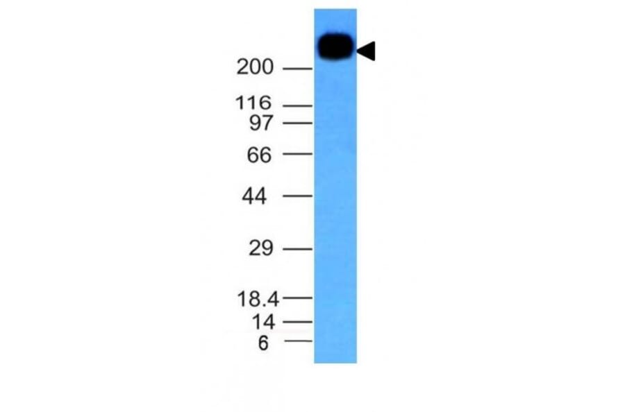 Wstern Blot - Anti-CD45RB Antibody [PTPRC/1147] (CF®594) (A353148) - Antibodies.com