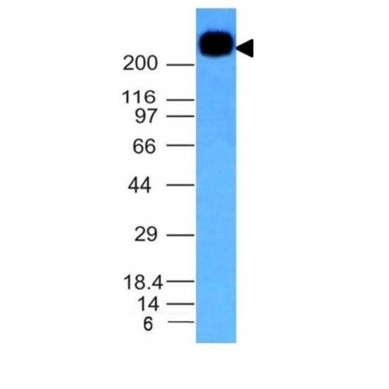Wstern Blot - Anti-CD45RB Antibody [PTPRC/1147] (Biotin) (A353149) - Antibodies.com