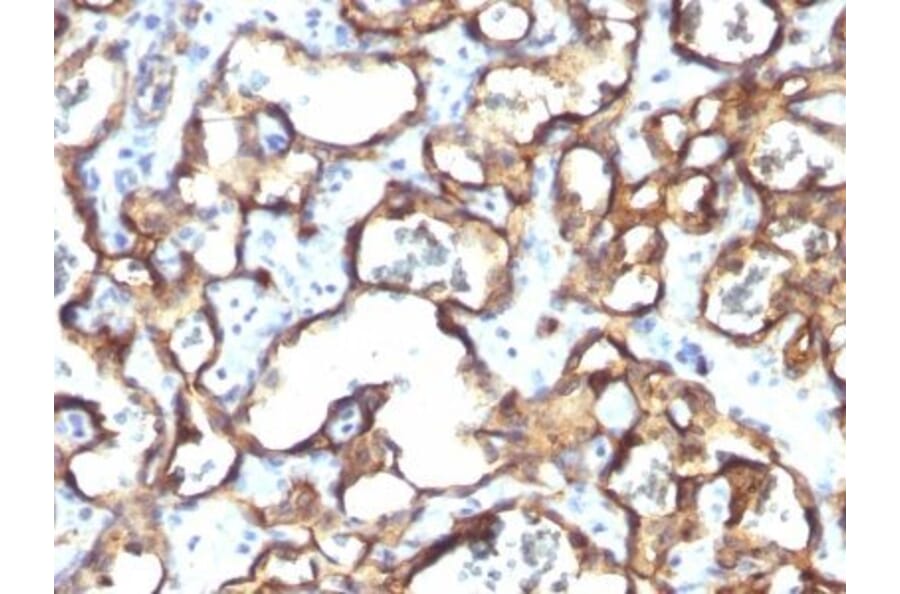 Immunohistochemistry (formalin-fixed, paraffin-embedded) - Anti-CD34 Antibody [HPCA1/1171] (CF®405S) (A353166) - Antibodies.com