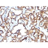 Immunohistochemistry (formalin-fixed, paraffin-embedded) - Anti-CD34 Antibody [HPCA1/1171] (CF®405S) (A353166) - Antibodies.com