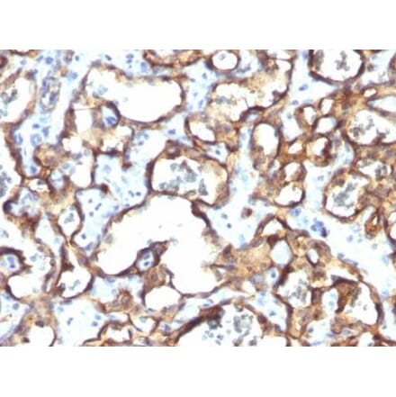 Immunohistochemistry (formalin-fixed, paraffin-embedded) - Anti-CD34 Antibody [HPCA1/1171] (CF®488A) (A353171) - Antibodies.com