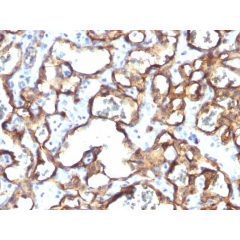 Immunohistochemistry (formalin-fixed, paraffin-embedded) - Anti-CD34 Antibody [HPCA1/1171] (CF®488A) (A353171) - Antibodies.com