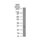 Wstern Blot - Anti-Bcl-2 Antibody [100/D5 + 124] (CF®640R) (A353215) - Antibodies.com