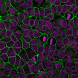 Immunofluorescence - Anti-E-Cadherin Antibody [4A2] (CF®647) (A353249) - Antibodies.com