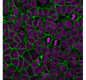 Immunofluorescence - Anti-E-Cadherin Antibody [4A2] (CF®568) (A353250) - Antibodies.com