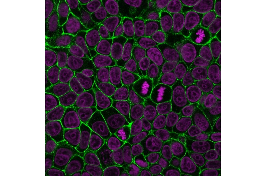 Immunofluorescence - Anti-E-Cadherin Antibody [4A2] (CF®488A) (A353252) - Antibodies.com