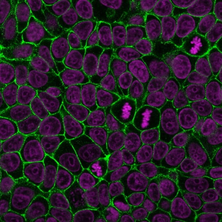 Immunofluorescence - Anti-E-Cadherin Antibody [4A2] (CF®488A) (A353252) - Antibodies.com