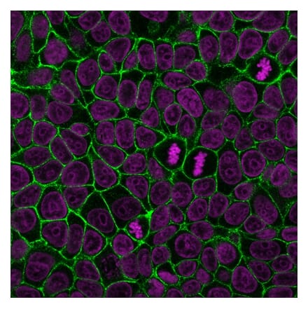 Immunofluorescence - Anti-E-Cadherin Antibody [4A2] (CF®594) (A353253) - Antibodies.com