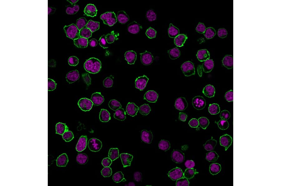 Flow Cytometry - Anti-CD45 Antibody [PTPRC/1461] (CF®640R) (A353313) - Antibodies.com