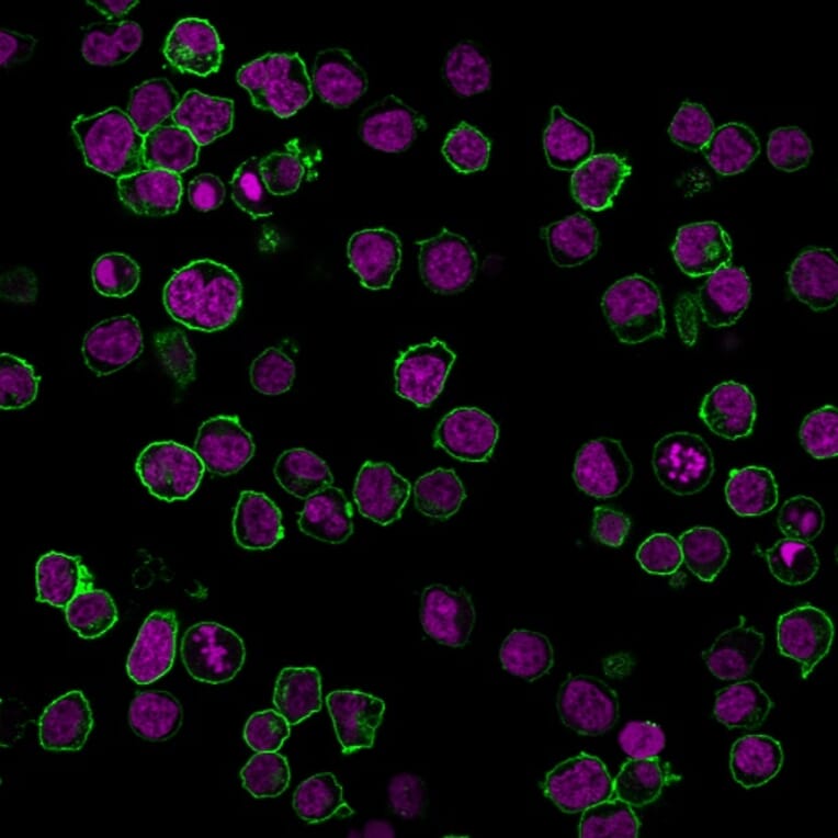 Flow Cytometry - Anti-CD45 Antibody [PTPRC/1461] (CF®488A) (A353317) - Antibodies.com