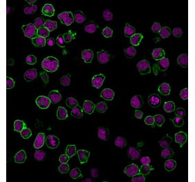 Flow Cytometry - Anti-CD45 Antibody [PTPRC/1461] (Biotin) (A353319) - Antibodies.com