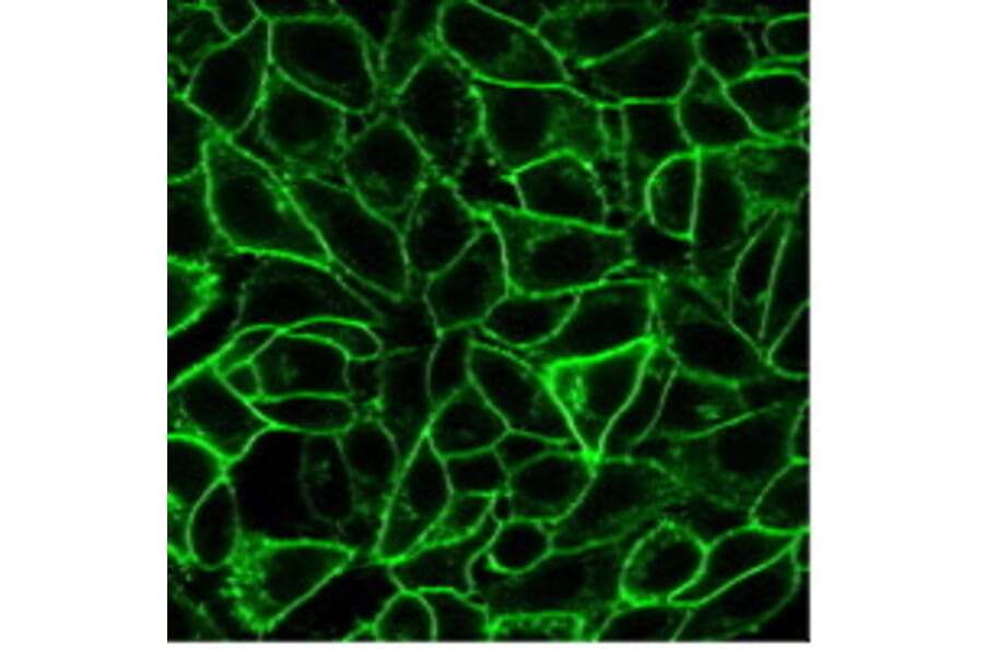 Immunofluorescence - Anti-CD105 Antibody [ENG/1621] (CF®405S) (A353416) - Antibodies.com