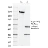 SDS-PAGE - Anti-CD44v6 Antibody [2F10] (CF®594) (A353438) - Antibodies.com