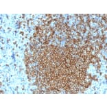 Immunohistochemistry (formalin-fixed, paraffin-embedded) - Anti-CD45RA Antibody [K4B5] (CF®488A) (A353485) - Antibodies.com