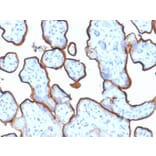 Immunohistochemistry (formalin-fixed, paraffin-embedded) - Anti-Transferrin Receptor Antibody [TFRC/1839] (Biotin) (A353607) - Antibodies.com