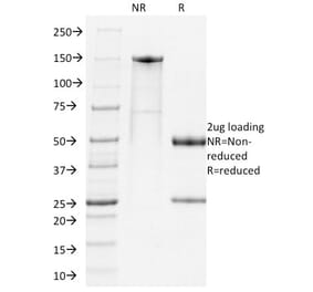 SDS-PAGE - Anti-PD1 Antibody [RMP1-14] (Biotin) (A353711) - Antibodies.com