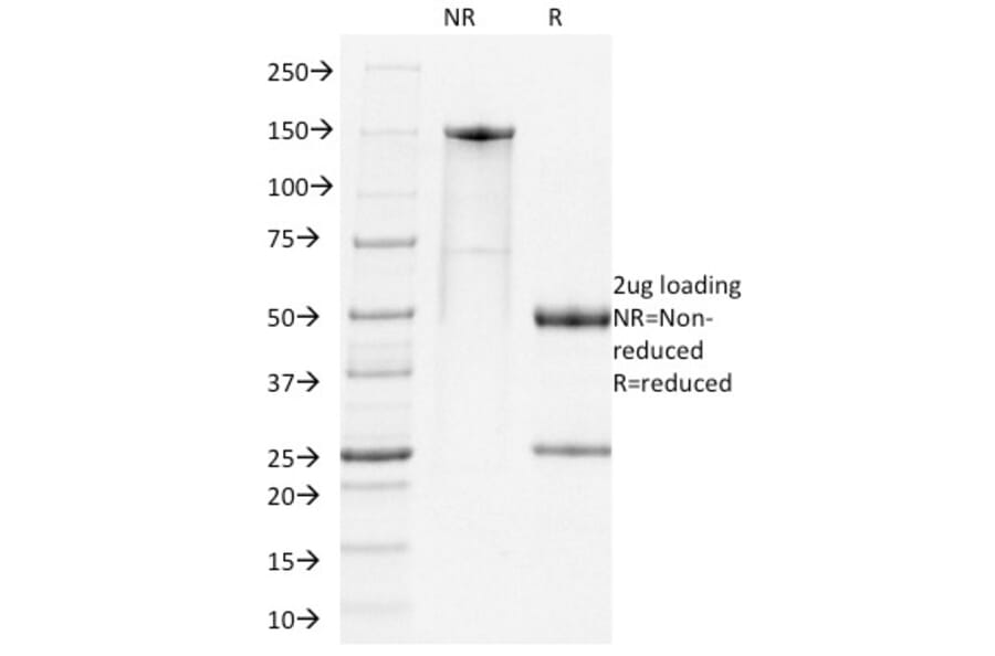 SDS-PAGE - Anti-PD1 Antibody [RMP1-14] (Biotin) (A353711) - Antibodies.com