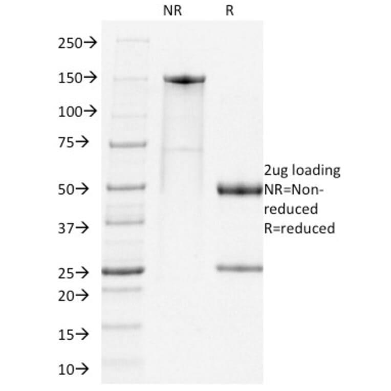 SDS-PAGE - Anti-PD1 Antibody [RMP1-14] (Biotin) (A353711) - Antibodies.com