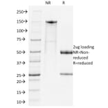 SDS-PAGE - Anti-PD1 Antibody [RMP1-14] (Biotin) (A353711) - Antibodies.com