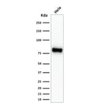 Wstern Blot - Anti-beta Catenin Antibody [CTNNB1/2030R] (CF®740) (A353760) - Antibodies.com