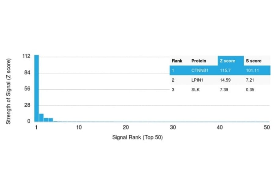Protein Array - Anti-beta Catenin Antibody [CTNNB1/2030R] (CF®740) (A353760) - Antibodies.com