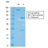 SDS-PAGE - Anti-CD27 Antibody [LPFS2/2034R] (CF®488A) (A353769) - Antibodies.com