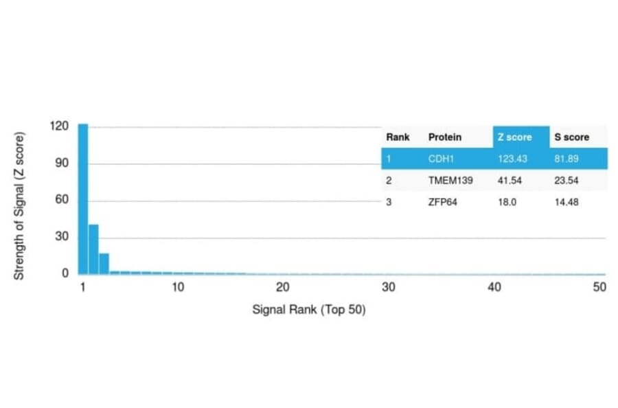 Protein Array - Anti-E-Cadherin Antibody [rCDH1/1525] (CF®488A) (A353786) - Antibodies.com