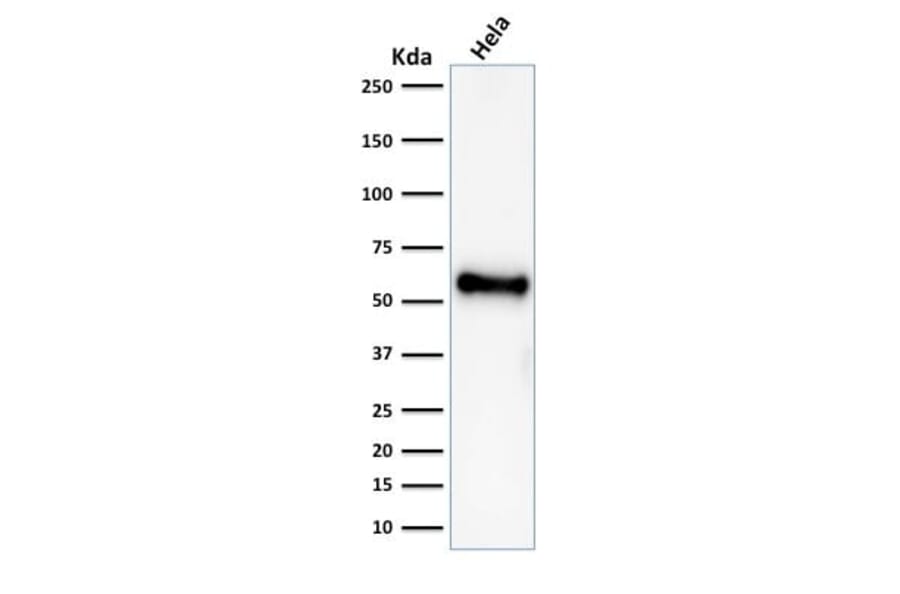 Wstern Blot - Anti-p53 Antibody [rBP53-12] (CF®647) (A353807) - Antibodies.com