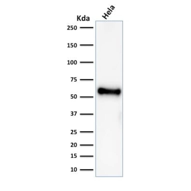 Wstern Blot - Anti-p53 Antibody [rBP53-12] (CF®568) (A353808) - Antibodies.com