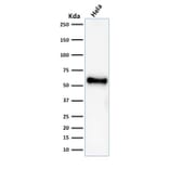 Wstern Blot - Anti-p53 Antibody [rBP53-12] (CF®488A) (A353810) - Antibodies.com