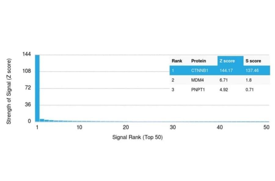 Protein Array - Anti-beta Catenin Antibody [CTNNB1/2098] (CF®405S) (A353813) - Antibodies.com