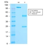 SDS-PAGE - Anti-beta Catenin Antibody [rCTNNB1/2173] (CF®647) (A353831) - Antibodies.com