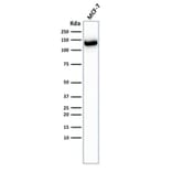 Wstern Blot - Anti-E-Cadherin Antibody [CDH1/2208R] (CF®740) (A353849) - Antibodies.com