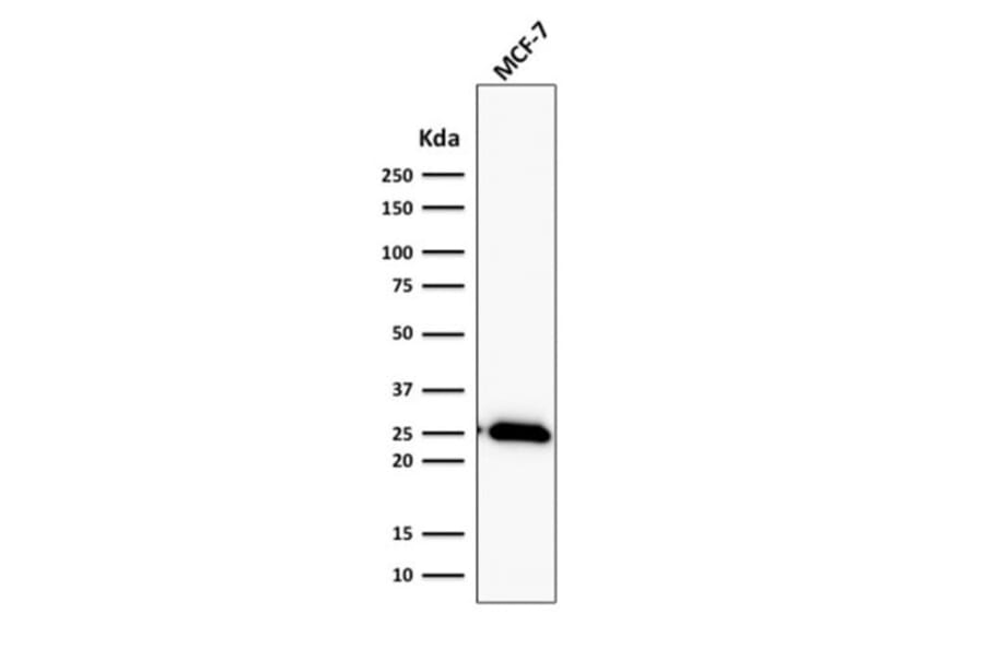 Wstern Blot - Anti-Bcl-2 Antibody [BCL2/2210R] (CF®405S) (A353853) - Antibodies.com