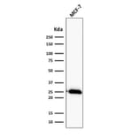 Wstern Blot - Anti-Bcl-2 Antibody [BCL2/2210R] (CF®405S) (A353853) - Antibodies.com
