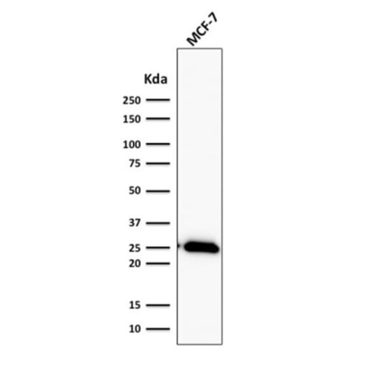 Wstern Blot - Anti-Bcl-2 Antibody [BCL2/2210R] (CF®647) (A353855) - Antibodies.com
