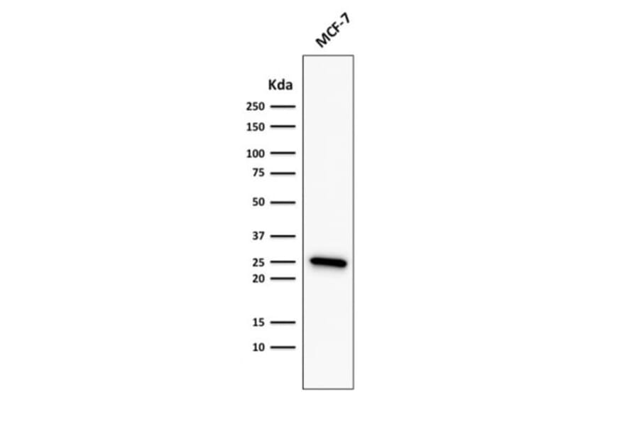 Wstern Blot - Anti-Bcl-2 Antibody [rBCL2/782] (CF®594) (A353867) - Antibodies.com