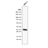 Wstern Blot - Anti-Bcl-2 Antibody [rBCL2/782] (Biotin) (A353868) - Antibodies.com