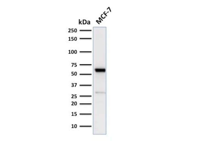 Wstern Blot - Anti-Estrogen Receptor alpha Antibody [ESR1/2299R] (CF®740) (A353873) - Antibodies.com