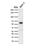 Wstern Blot - Anti-Estrogen Receptor alpha Antibody [ESR1/2299R] (CF®740) (A353873) - Antibodies.com