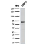 Wstern Blot - Anti-Estrogen Receptor alpha Antibody [rESR1/1935] (CF®488A) (A353882) - Antibodies.com