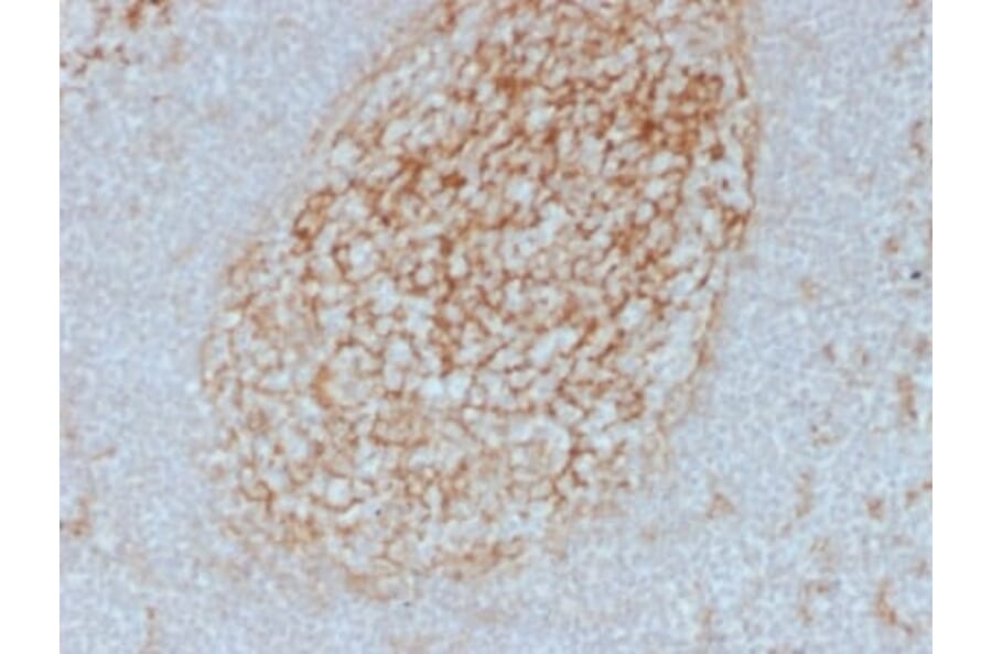 Immunohistochemistry (formalin-fixed, paraffin-embedded) - Anti-CD14 Antibody [LPSR/2385] (CF®405S) (A353909) - Antibodies.com