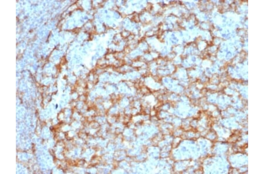 Immunohistochemistry (formalin-fixed, paraffin-embedded) - Anti-CD14 Antibody [LPSR/2385] (CF®640R) (A353910) - Antibodies.com