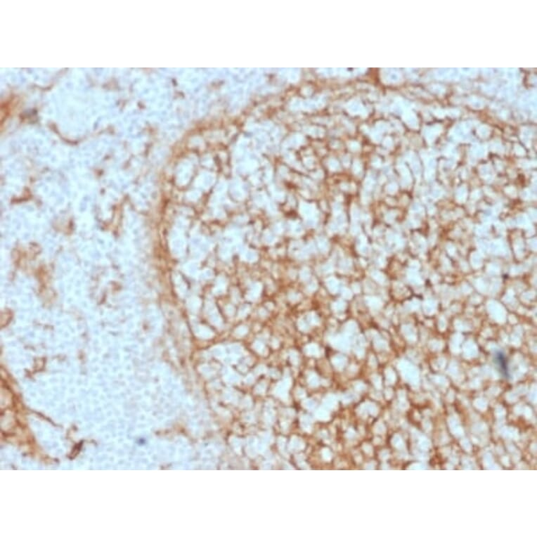 Immunohistochemistry (formalin-fixed, paraffin-embedded) - Anti-CD14 Antibody [LPSR/2397] (CF®405S) (A353941) - Antibodies.com