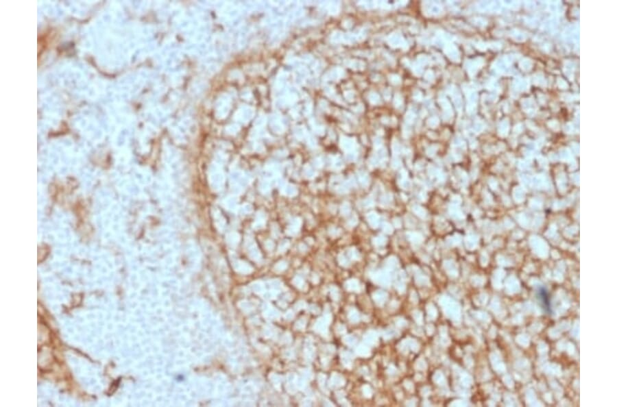 Immunohistochemistry (formalin-fixed, paraffin-embedded) - Anti-CD14 Antibody [LPSR/2397] (CF®647) (A353943) - Antibodies.com